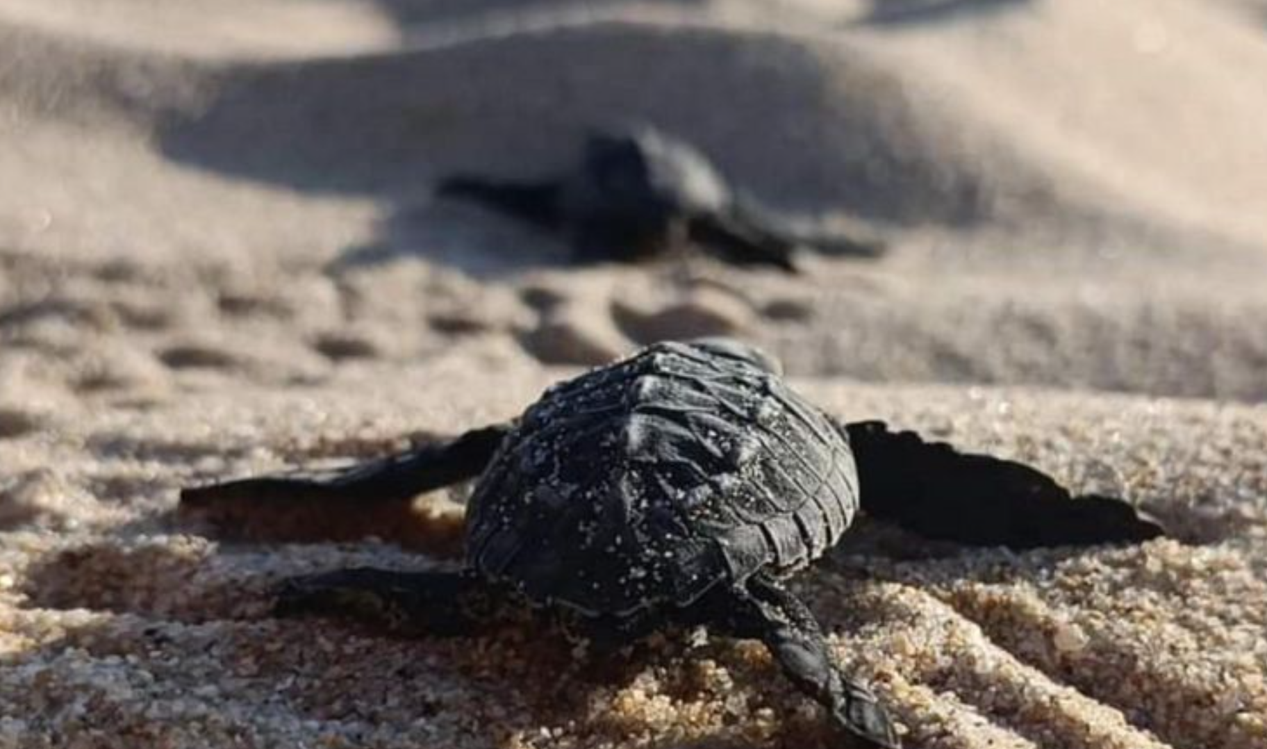 Ayuda a preservar a las tortugas en campamento de Jalisco